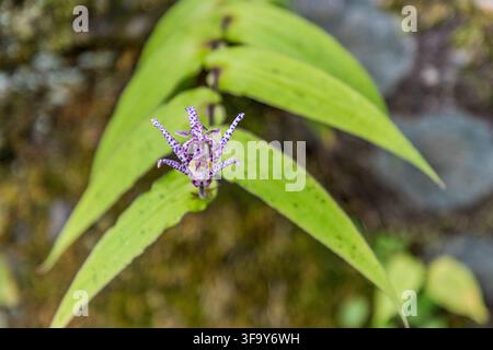 Eine gefleckte Trollblume (Tricyrtis hirta) blüht am Straßenrand in der Nähe von Hakone, Präfektur Kanagawa, Japan. Stockfoto
