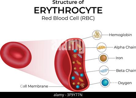 Erythrozytenstruktur, die Hämoglobin-Eisen-Alpha- und Beta-Ketten der roten Blutkörperchen zeigt Stock Vektor
