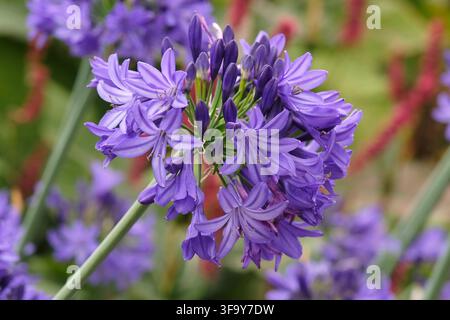 Blauer Agapanthus Afrikanische Lilie ‚Northern Star‘ in Blüte. Stockfoto