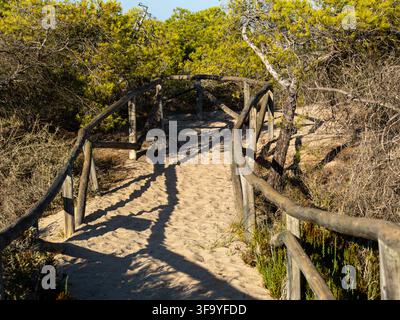 Ein sandiger Naturpfad windet sich durch mediterrane Küstendünen, umgeben von Kiefern und einheimischer Vegetation. Holzgeländer markieren den Wanderweg Stockfoto