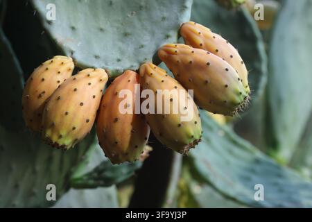 Feigenkaktusfrüchte, die auf grünen Opuntia-Pads wachsen Stockfoto