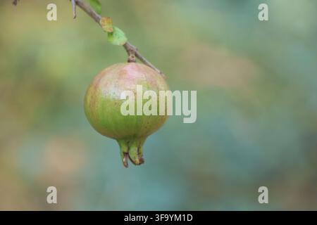 Einziger unreifer Granatapfel, der an einem Ast hängt, mit weichem Bokeh-Hintergrund Stockfoto