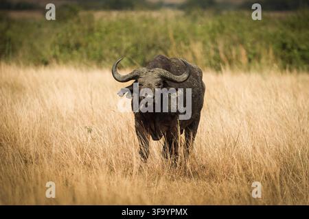 Ein Kapbüffel steht in hohem, trockenem Gras der afrikanischen Savanne in Uganda, umgeben von einer weiten Wildnislandschaft unter der warmen afrikanischen Sonne Stockfoto
