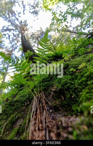 Grüne Farnfarnfieder, die aus einem moosbedeckten Waldboden wachsen, von einem niedrigen Winkel unter einem hellen Waldkronendach fotografiert. Stockfoto