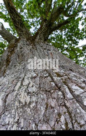 Niedriger Nahaufnahme des massiven, verwitterten Stammes und der rauen Rinde der alten Tamme-Lauri-Eiche in Estland. Stockfoto