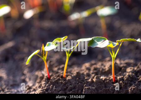 Kleine Buchweizenpflanzen sprießen aus dem dunklen Boden auf einem Feld. Die Sonne scheint auf die jungen Blätter und zeigt Leben in der frühen Frühlingswachstumszeit. Stockfoto