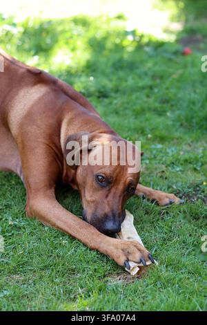 Rhodesian Ridgeback-Hund spielt mit einem Knochen im Garten Stockfoto