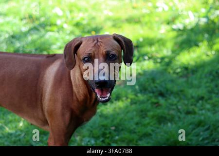 Rhodesian Ridgeback-Hund im Park. Nahaufnahme-Porträt eines süßen Welpen. Stockfoto