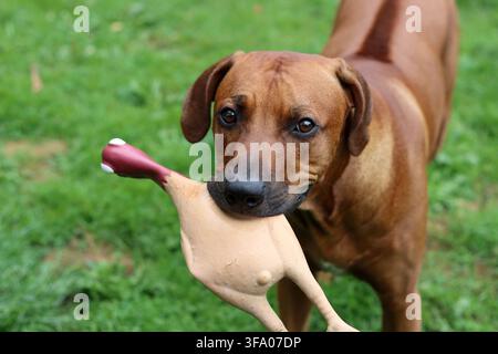 Rhodesian Ridgeback-Hund spielt mit einem Spielzeug im Garten Stockfoto