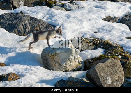 Polarfuchs, Alopex lagopus, bewegt sich agil über ein schneebedecktes, felsiges Gelände mit Moospatches und Eis. , Spitsbergen, Svalbard, Norwegen Stockfoto