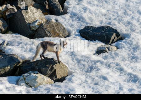 Polarfuchs schaut in die Kamera, steht auf Felsen und Schnee in seinem natürlichen Polaren Habitat. , Spitsbergen, Svalbard, Norwegen Stockfoto