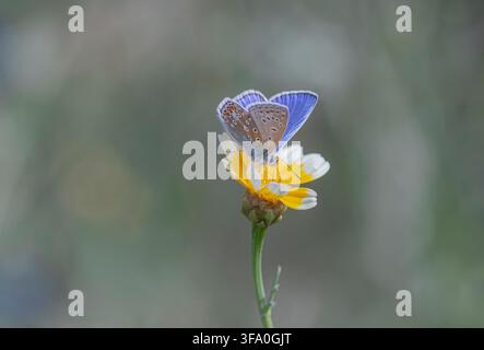Gewöhnlicher Bläuling Polyommatus icaris, Männchen, saugt Nektar an einer gelben Wildblume, die in einem Naturschutzgebiet eines Gartens wächst, August Stockfoto