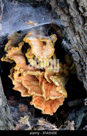 Hühnchen des Waldes (Laetiporus sulphureus) Ständerpilz, der in einer Höhlung eines Baumstamms wächst, UK. Stockfoto