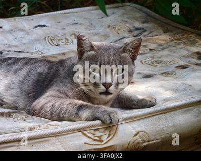 Grauer getigerter Kater liegt auf einem gemusterten Outdoor-Kissen. Die Katze hat hellgrüne Augen und einen aufmerksamen Ausdruck. Das Sonnenlicht hebt die Felltextur und die Kissen Details hervor Stockfoto