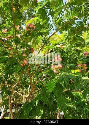 Sonnenbeschienener Baum mit zarten rosa Blüten und üppigem grünen Laub. Äste breiten sich weit unter klarem blauem Himmel aus. Natürliches Tageslicht hebt das lebendige Blattwerk hervor t Stockfoto