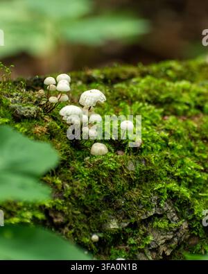 Kleine weiße Pilze, die auf einem moosigen Baumstamm wachsen Stockfoto