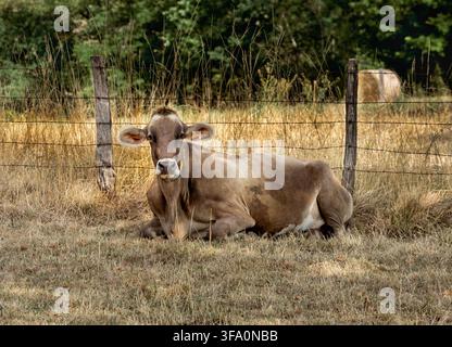 Eine hellbraune Brown-Swiss-Milchkuh liegt auf trockenem gelbem Gras hinter einem rustikalen Stacheldrahtzaun und Holzpfosten an einem sonnigen Sommertag. Ruhiges Vieh Stockfoto