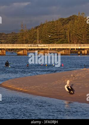 Luftaufnahme eines Pelikans, der am sandigen Ufer des Tallebudgera Creek ruht, mit einer Brücke im Hintergrund und Menschen, die im Wasser des Tallebudg schwimmen Stockfoto