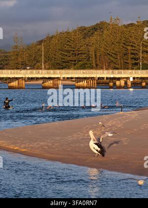 Luftbild eines Pelikans, der am sandigen Ufer des Tallebudgera Creek steht, mit Schwimmern im Wasser und einer Brücke im Hintergrund in Tallebudgera Stockfoto