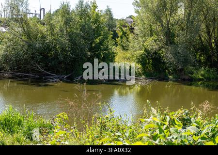 Ruhiger Fluss fließt an grünen, dichten Bäumen und Büschen an einem überwucherten Ufer vorbei. Gefallene Baumäste liegen im Wasser unter hellem Sonnenlicht während des Tages. Natu Stockfoto