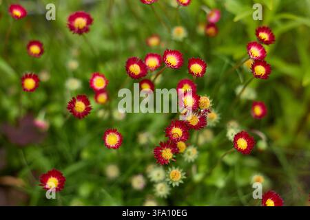 Nahaufnahme von lebhaften roten und gelben Gänseblümchen, die zwischen weichem grünem Laub in einem Garten blühen, mit selektiver Schärfe, die eine natürliche Blumenkomposition erzeugt Stockfoto