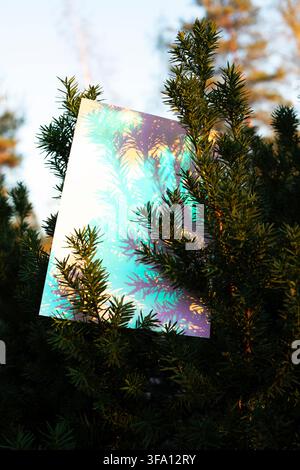 Glänzender irisierender Spiegel reflektiert immergrüne Zweige und warmes Sonnenlicht und erschafft eine konzeptionelle Naturkomposition mit farbenfrohem Prismenlicht, geschichteten Schatten Stockfoto