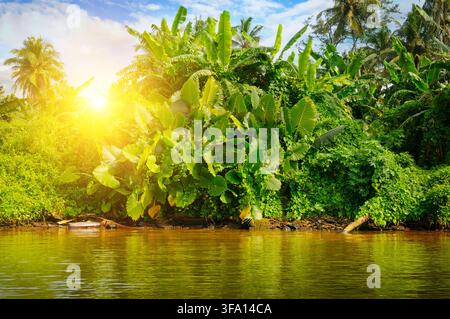 Tropischer Dschungel aus Monstern, Mangroven und Palmen am See. Reise nach Sri Lanka. Stockfoto
