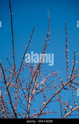 Schöne weiße Blüten an einem Obstbaum im Frühling, blühende Äste vor blauem Himmel, saisonale Natur. Stockfoto