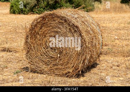 Eine einzelne, fest gewickelte zylindrische Ballen getrockneten Strohs liegt auf einem abgeernteten Feld unter einem hellen Himmel Stockfoto