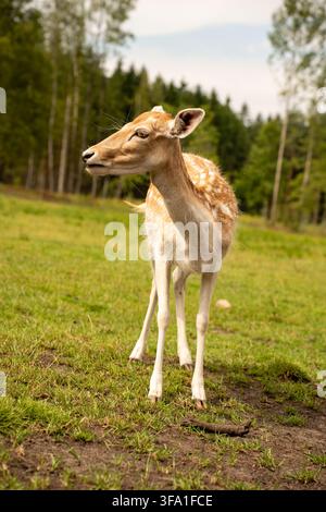 Nahaufnahme einer ruhigen hellbraunen Löwin in einem sonnenbeschienenen grasbewachsenen Wald, ihr ausdrucksstarkes Gesicht und die Schnurrhaare scharf gegen einen weichen grünen verschwommenen Hintergrund abgesetzt Stockfoto