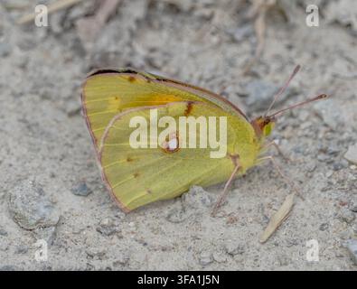 Eine Makrofotografie eines Weißer Clouded Yellow Schmetterlings (Colias croceus) Stockfoto