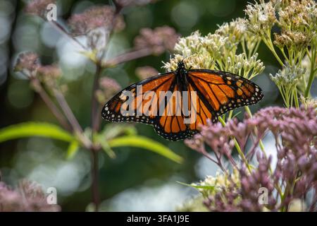Monarchfalter mit vollständig geöffneten Flügeln, der auf weißem Blumengrund gegen einen sanft verschwommenen Gartenhintergrund komplexe Muster zeigt. Stockfoto