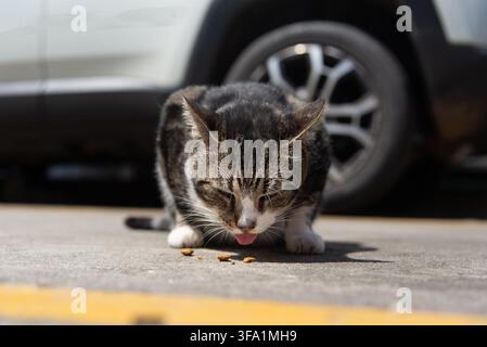 Niedrigwinkelfoto einer getigerten Katze, die Stücke Trockenfutter auf einer Betonoberfläche frisst, mit einem weißen Auto im Hintergrund. Stockfoto