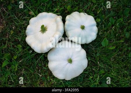 Drei frisch geerntete weiße Pattypan-Kürbisse, die auf grünem Gras in einem Garten platziert sind. Biogemüse und saisonales selbst angebautes Obst und Gemüse. Stockfoto