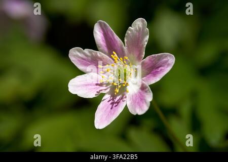 Rosa Waldanemone (Anemone nemorosa) einzelne Blume im Nahaufnahme Stockfoto