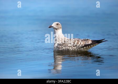 Junger europäischer Möwenstar (Larus argentatus) schwimmt in ruhigem Wasser Stockfoto