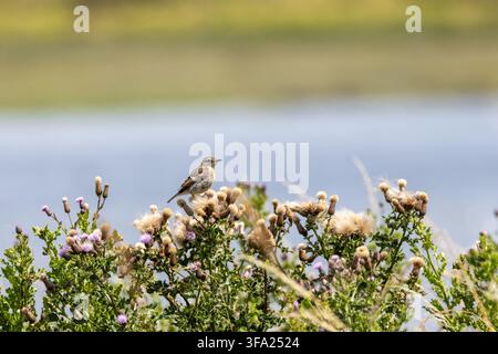Ein junger Europäischer Steinrötsch (Saxicola rubicola) sitzt auf blühenden Disteln mit Wasser im Hintergrund auf North Bull Island, Dublin Bay, Irland. Stockfoto