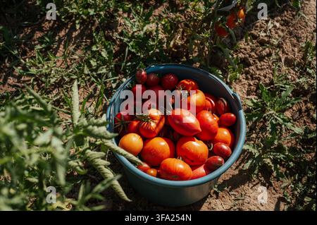 Frische Kirschtomaten, die nach der Ernte in einem Eimer gesammelt wurden. Biogarten und saisonale Gemüseproduktion. Stockfoto