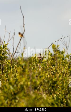 Ein juveniler Europäischer Steinrötel (Saxicola rubicola) sitzt auf einem dornigen Brombeerast in der Küstenstrauchvegetation, mit einem zweiten Steinrötel unscharf im Hintergrund Stockfoto