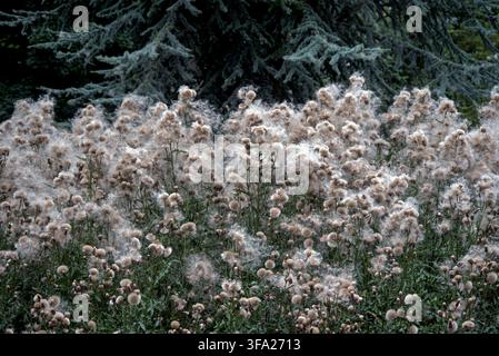 Kriechender Distel (Cirsium arvense) mit Samen auf The Meadows, Edinburgh, Schottland, UK. Stockfoto