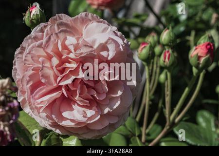 Rosa Pfingstrosen mit Blütenblättern und Blüten Stockfoto