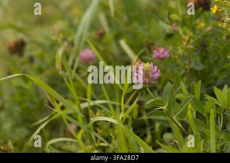 Rosa Klee-Blüte auf grüner Wiese Stockfoto