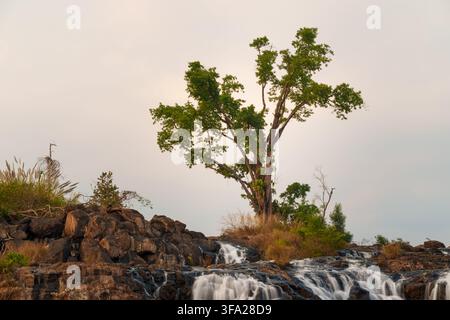 Ein großer Baum erhebt sich über mehrere kleine Kaskaden, die über dunkle Felsbänder am Tad-Khoo-Wasserfall fließen. Stockfoto