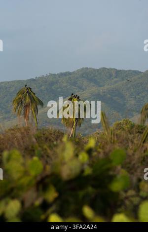 Schwarze Geier, die auf Palmen sitzen, mit grünen Hügeln und blauem Himmel im Hintergrund Stockfoto