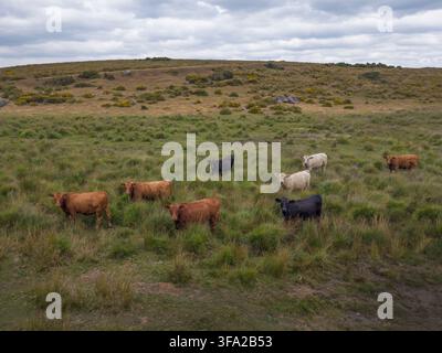 Rinder im hohen Gras auf dem Dartmoor in Devon Stockfoto