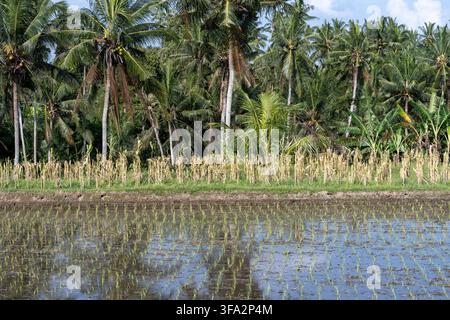 Junge Reispflanzen wachsen in einem überschwemmten Reisfeld, das von Kokospalmen nahe Ubud Bali, Indonesien, begrenzt wird. Stockfoto