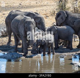 Ansicht einer Herde afrikanischer Elefanten, darunter ein kleines Kalb, das Wasser an einem Wasserloch im Etosha-Nationalpark, Namibia, trinkt Stockfoto
