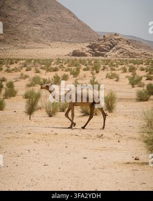 Blick auf ein Kamel, das durch die trockene Landschaft der Wadi-Rum-Wüste mit felsigen Bergen und spärlichen Wüstengebüschen im Hintergrund in Wadi Rum geht Stockfoto