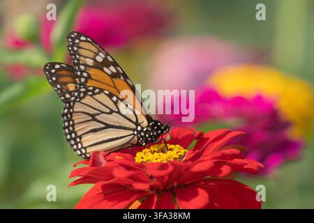 Nahaufnahme eines Monarchfalken (Danaus plexippus) auf einer leuchtend roten Zinnienblüte im Sommergarten. Stockfoto