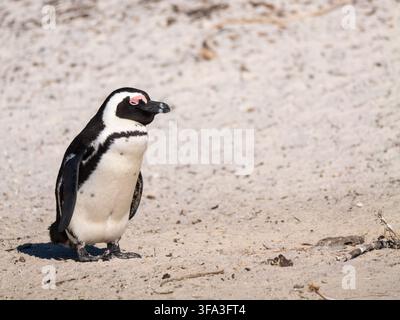 Ein afrikanischer Pinguin steht auf Sand am Boulders Beach, Simonstown, Südafrika Stockfoto
